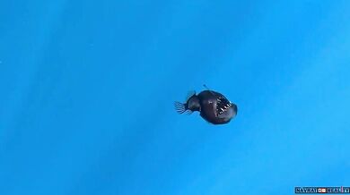 Velkotlamec (Ďas černý) spatřen u hladiny oceánu