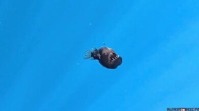 Velkotlamec (Ďas černý) spatřen u hladiny oceánu