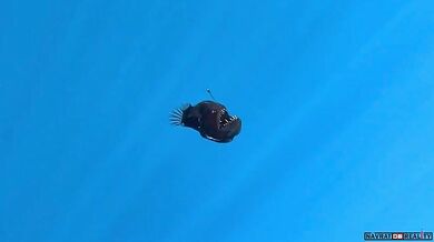 Velkotlamec (Ďas černý) spatřen u hladiny oceánu