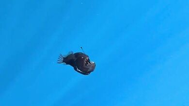 Velkotlamec (Ďas černý) spatřen u hladiny oceánu