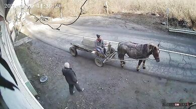 Řidič automobilu narazil do koně s povozem