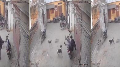 Odplata za kopnutí do štěněte