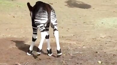 Veselé malé okapi