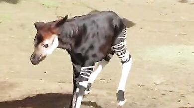Veselé malé okapi