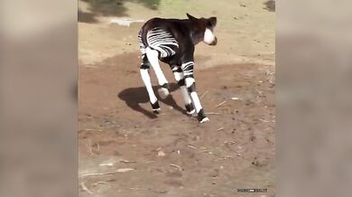 Veselé malé okapi