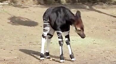 Veselé malé okapi