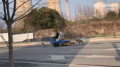 Jízda se psím spřežením v Číně