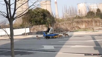 Jízda se psím spřežením v Číně