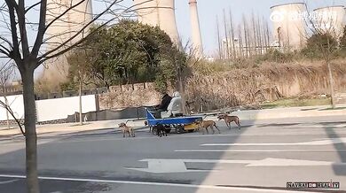 Jízda se psím spřežením v Číně