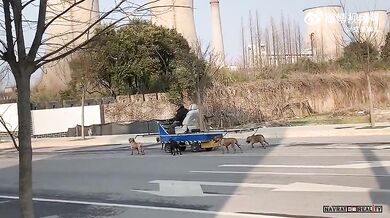 Jízda se psím spřežením v Číně