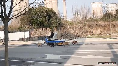 Jízda se psím spřežením v Číně