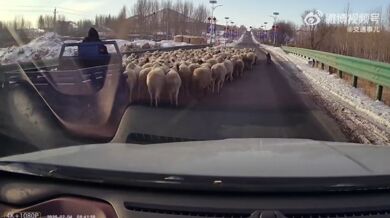 Pastevecký pes zajišťuje plynulost dopravy