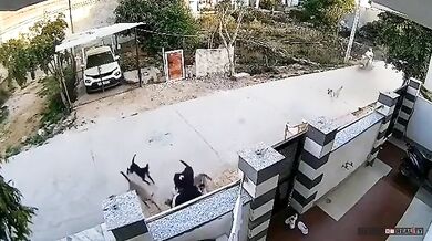 Smečka toulavých psů napadla osmnáctiletou dívku v Rádžasthánu