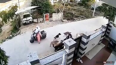 Smečka toulavých psů napadla osmnáctiletou dívku v Rádžasthánu