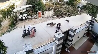 Smečka toulavých psů napadla osmnáctiletou dívku v Rádžasthánu