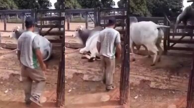 Pokus o jízdu na krávě