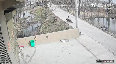 Kuriózní dopravní nehoda #5