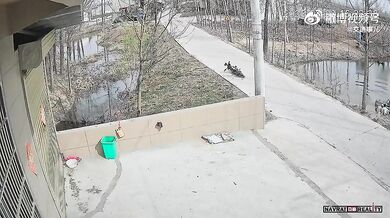 Kuriózní dopravní nehoda #5