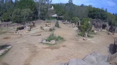 Sloní rodina v zoo ukázala sílu pouta během zemětřesení