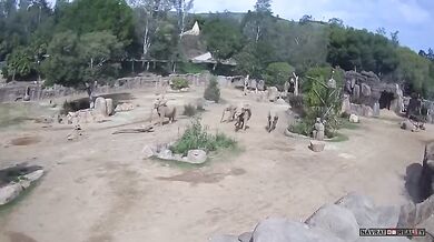 Sloní rodina v zoo ukázala sílu pouta během zemětřesení