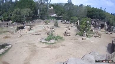 Sloní rodina v zoo ukázala sílu pouta během zemětřesení