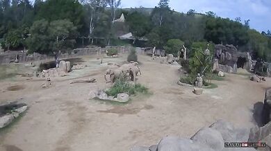 Sloní rodina v zoo ukázala sílu pouta během zemětřesení