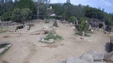 Sloní rodina v zoo ukázala sílu pouta během zemětřesení