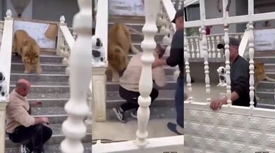 Lev jako domácí mazlíček napadl muže, který si chtěl pohrát