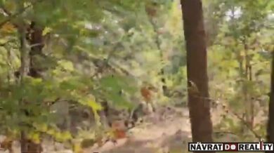 Medvěd v indickém Čhattísgarhu zabil otce a syna