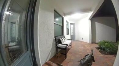 Aligátor se pokusil dostat do domu