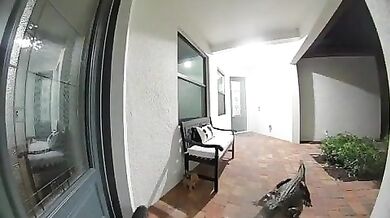 Aligátor se pokusil dostat do domu