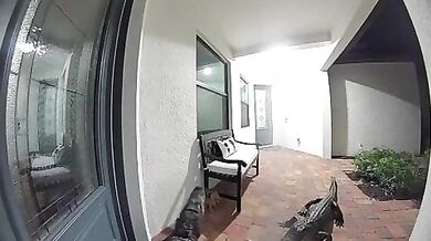 Aligátor se pokusil dostat do domu