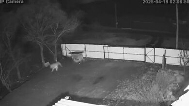 Amurský tygr odtáhl psa z boudy