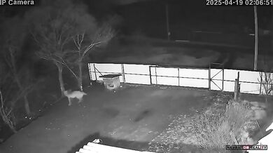 Amurský tygr odtáhl psa z boudy