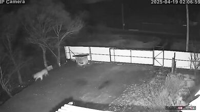 Amurský tygr odtáhl psa z boudy