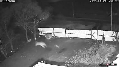 Amurský tygr odtáhl psa z boudy