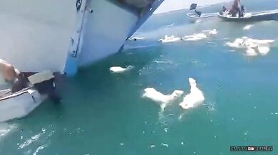 Přetížená loď s ovcemi se převrátila u Jemenu