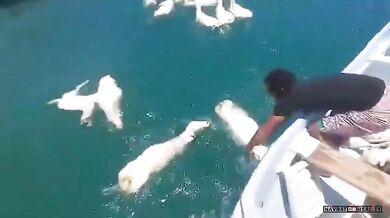 Přetížená loď s ovcemi se převrátila u Jemenu