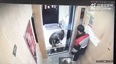 Napadení psem ve výtahu