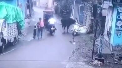 Býček se pokusil ukrást skútr