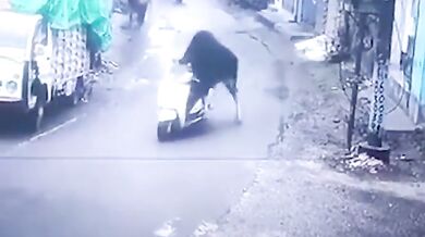 Býček se pokusil ukrást skútr