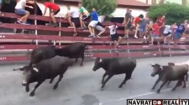 Mladík skončil pod kopyty dvou býků