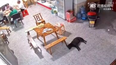 Nečekané vyrušení během karetní partie