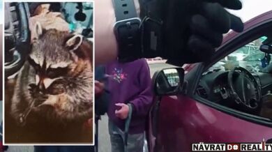 Policie zastavila auto a našla mývala s dýmkou na pervitin na sedadle řidiče