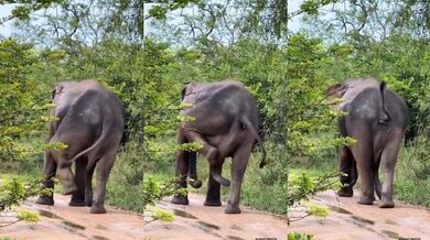 Když tě svědí chobot!