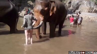 Nebezpečí spojené s šaháním na slona