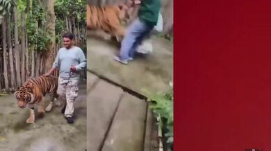 Turistu v Thajsku napadl tygr při pokusu o selfie