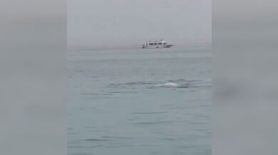 Útok žraloka v Turecku