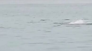 Útok žraloka v Turecku