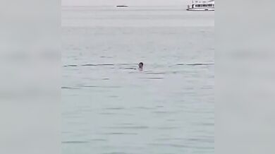 Útok žraloka v Turecku